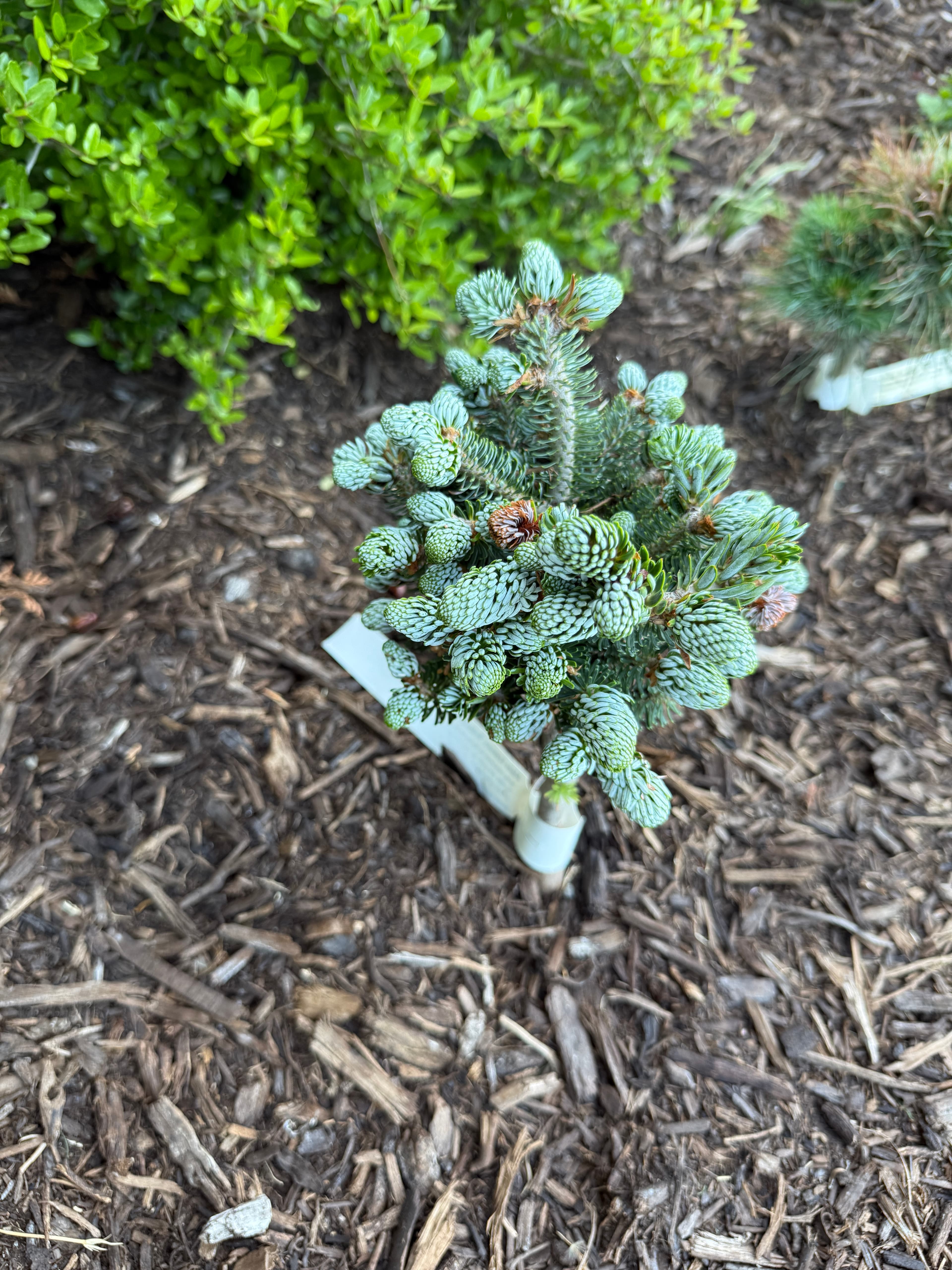 Abies koreana Kohout's Icebreaker