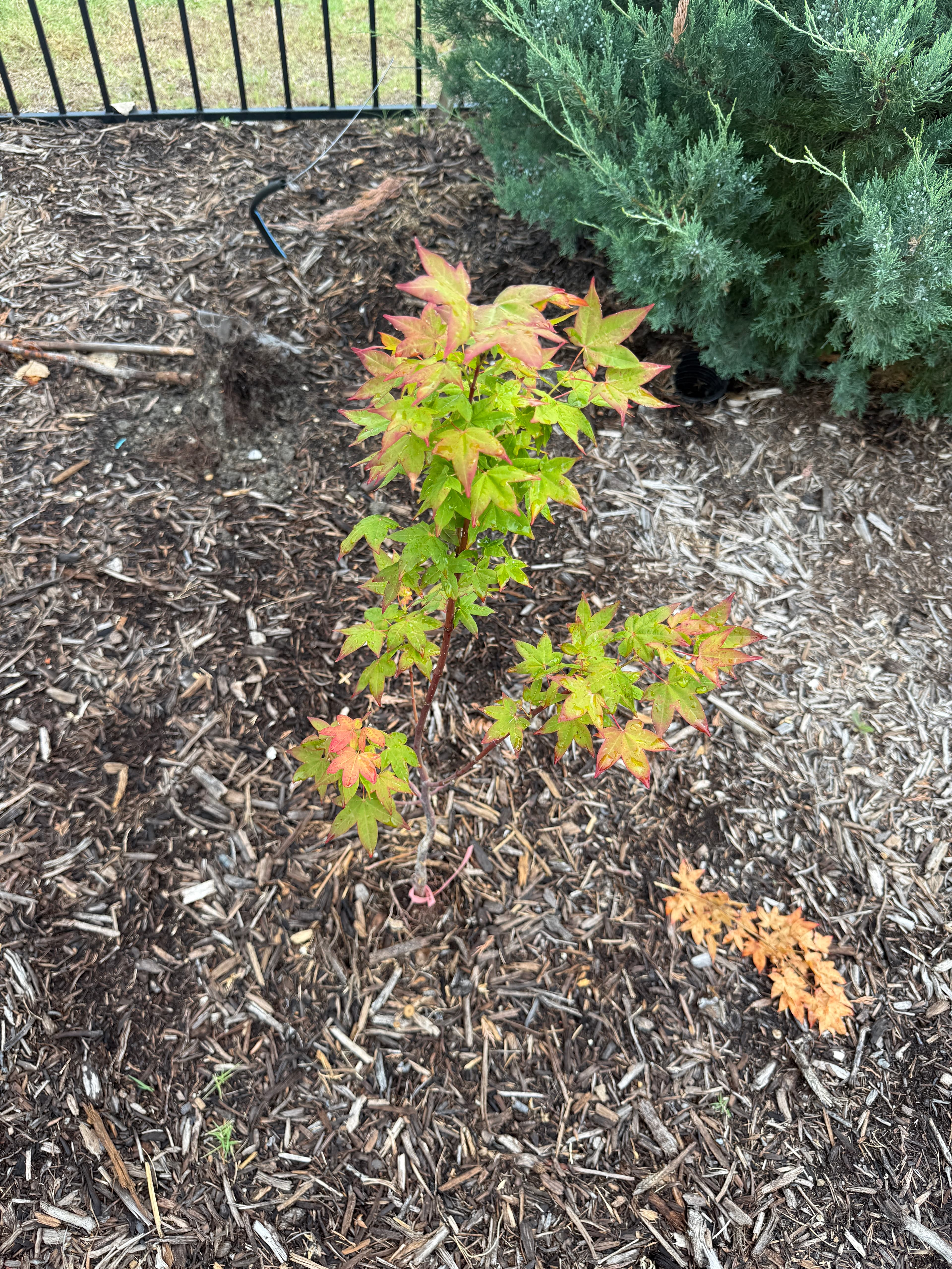 Olive Maple