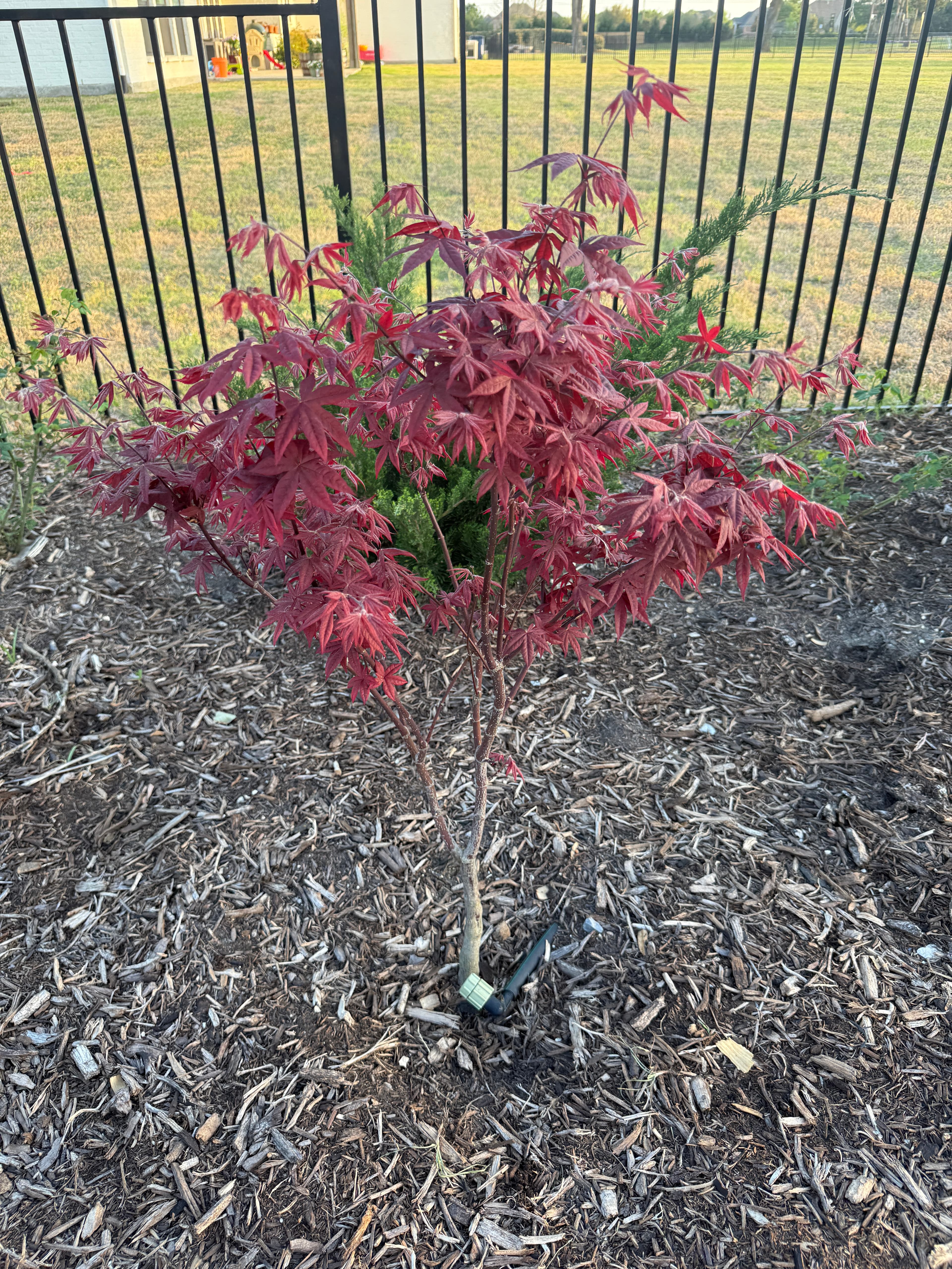 Emperor I (Acer palmatum)