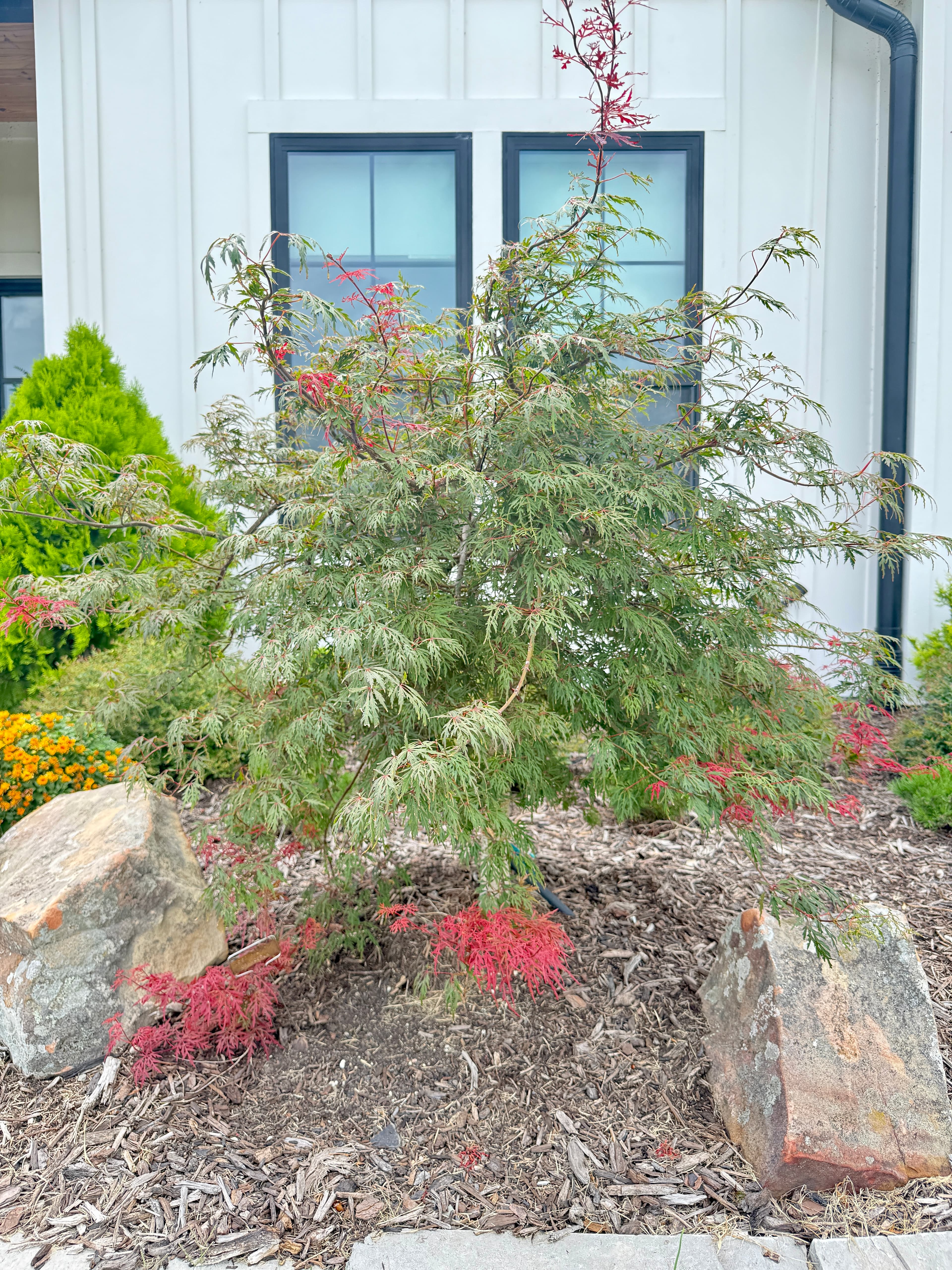 Orangeola (Acer palmatum)