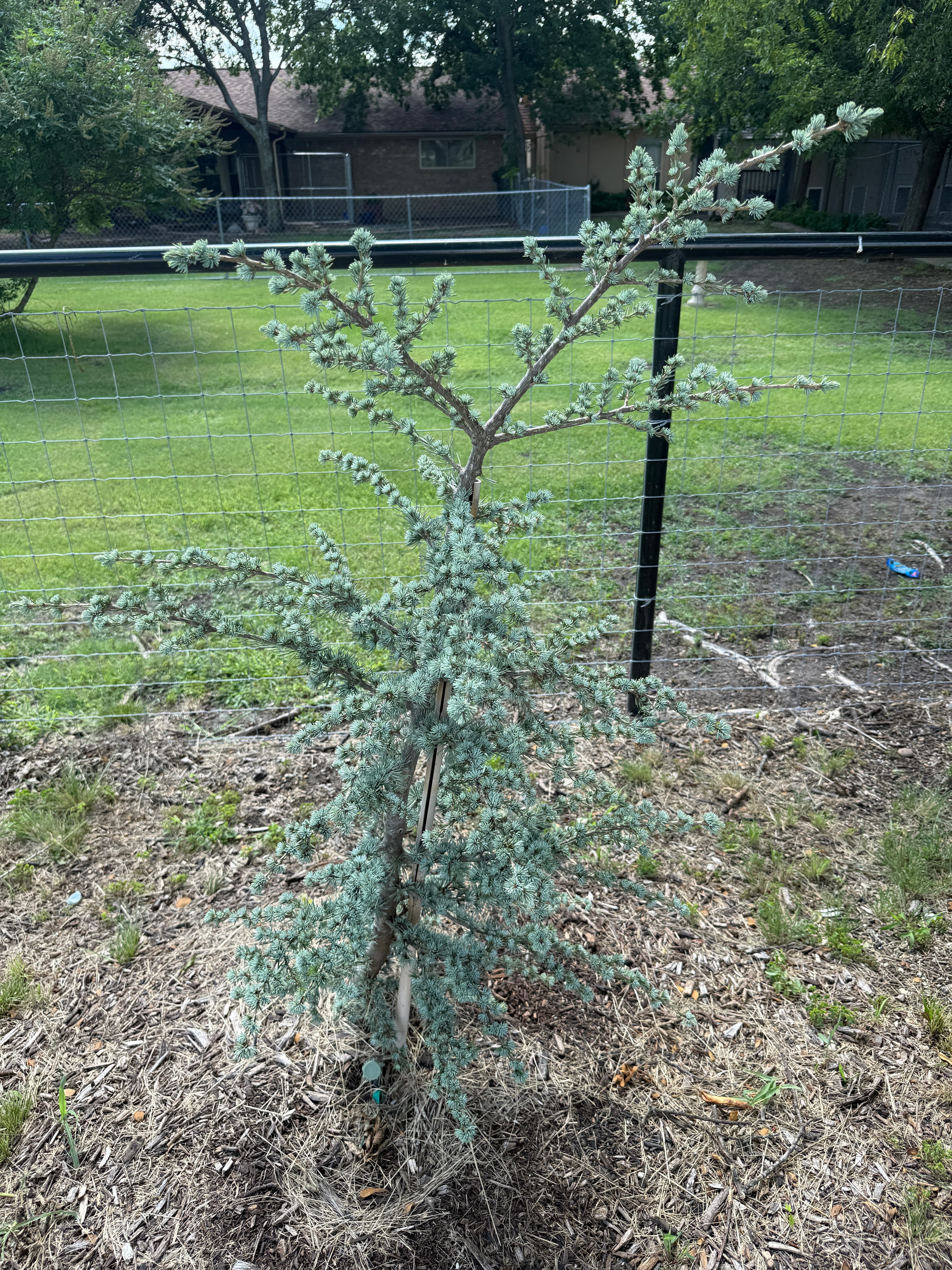 Horstmann (Cedrus atlantica)
